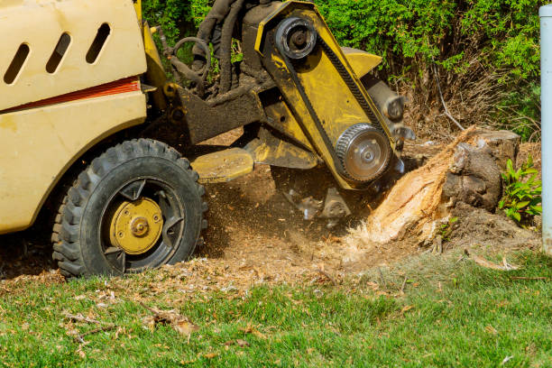 Tree and Shrub Care in Fort Defiance, AZ