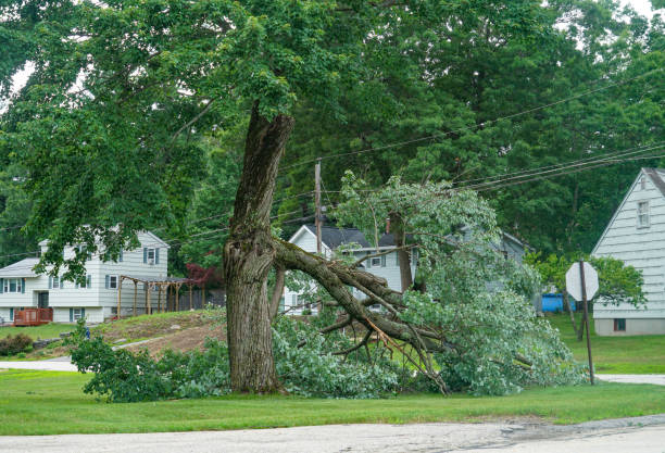 Fort Defiance, AZ Tree Removal Company